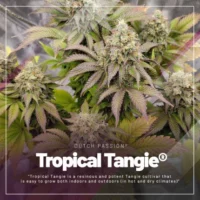 tropical tangie dutch passion
