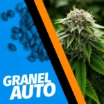 jack herer auto a granel