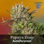 semillas a granel papaya zoap auto