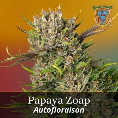 semillas a granel papaya zoap auto