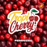 tropicherry bsf