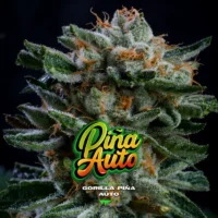 gorilla piña auto